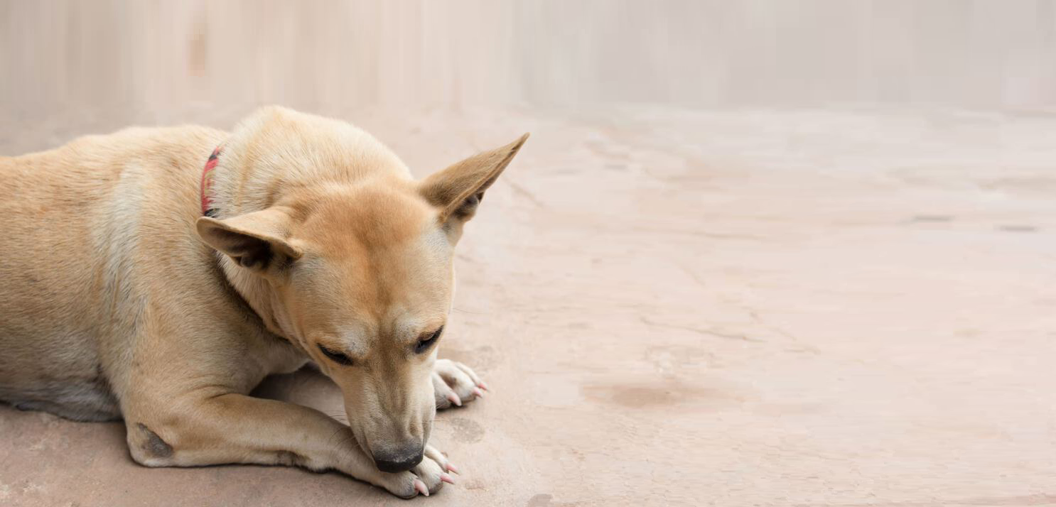 Hund liegt auf Boden und knabbert an seiner Pfote