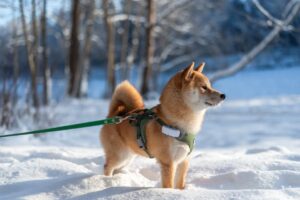 hund der rasse shiba inu steht angeleint und mit geschirr rund geotracker im schnee