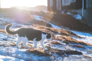 katze allein draußen im schnee