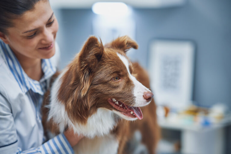 Tierärztin untersucht lächelnd Hund der Rasse Border Collie