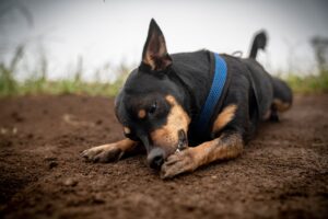 hund liegt draußen auf der erde und knabbert an vorderpfote